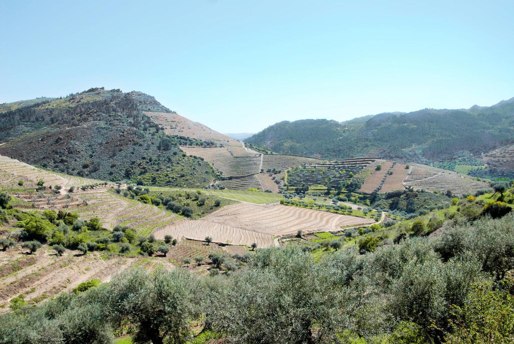 Casa Oliveiras Do Douro Villa Sobreira Dış mekan fotoğraf