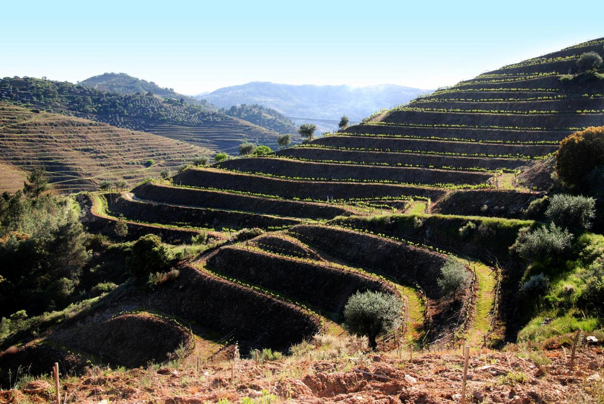 Casa Oliveiras Do Douro Villa Sobreira Dış mekan fotoğraf