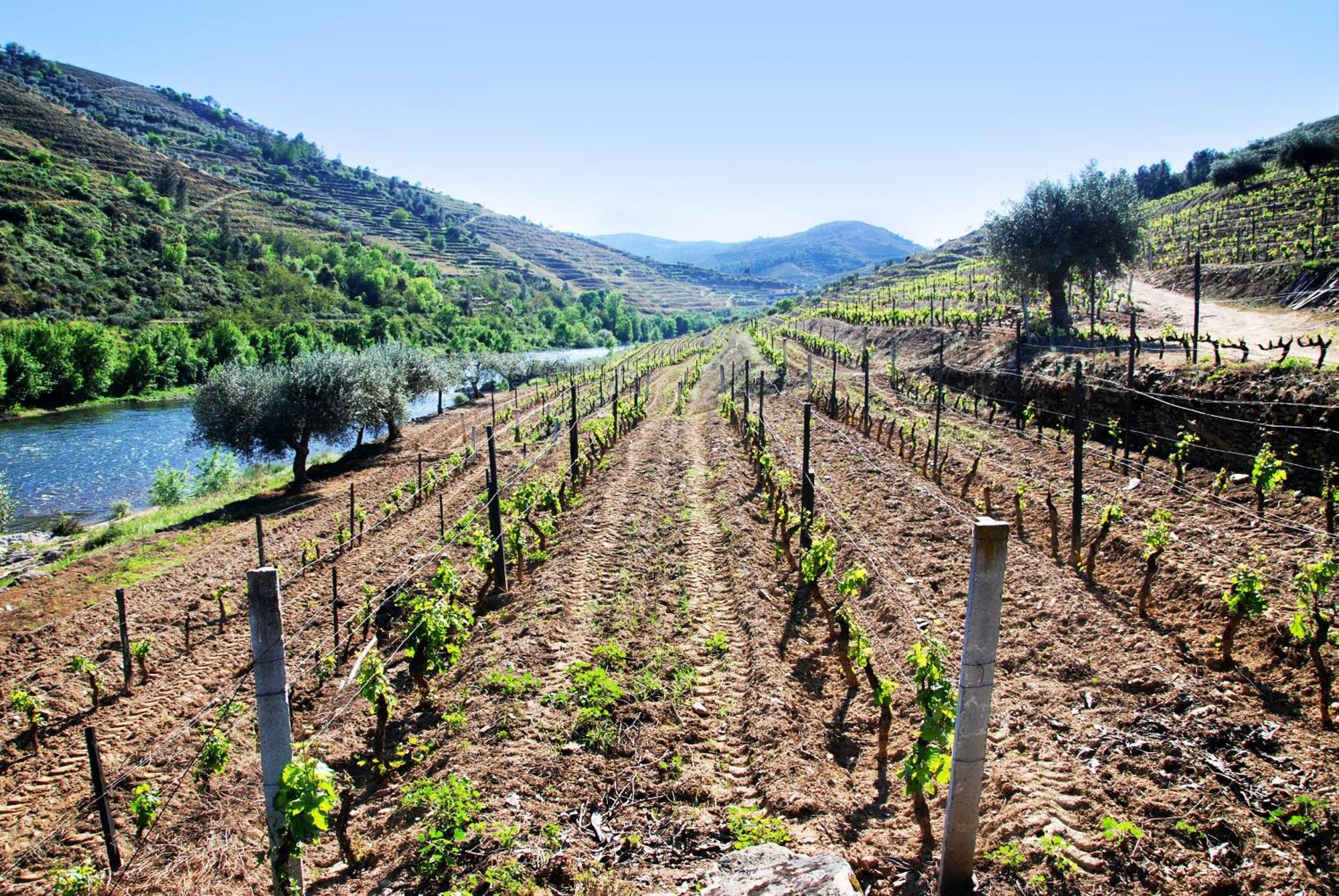 Casa Oliveiras Do Douro Villa Sobreira Dış mekan fotoğraf
