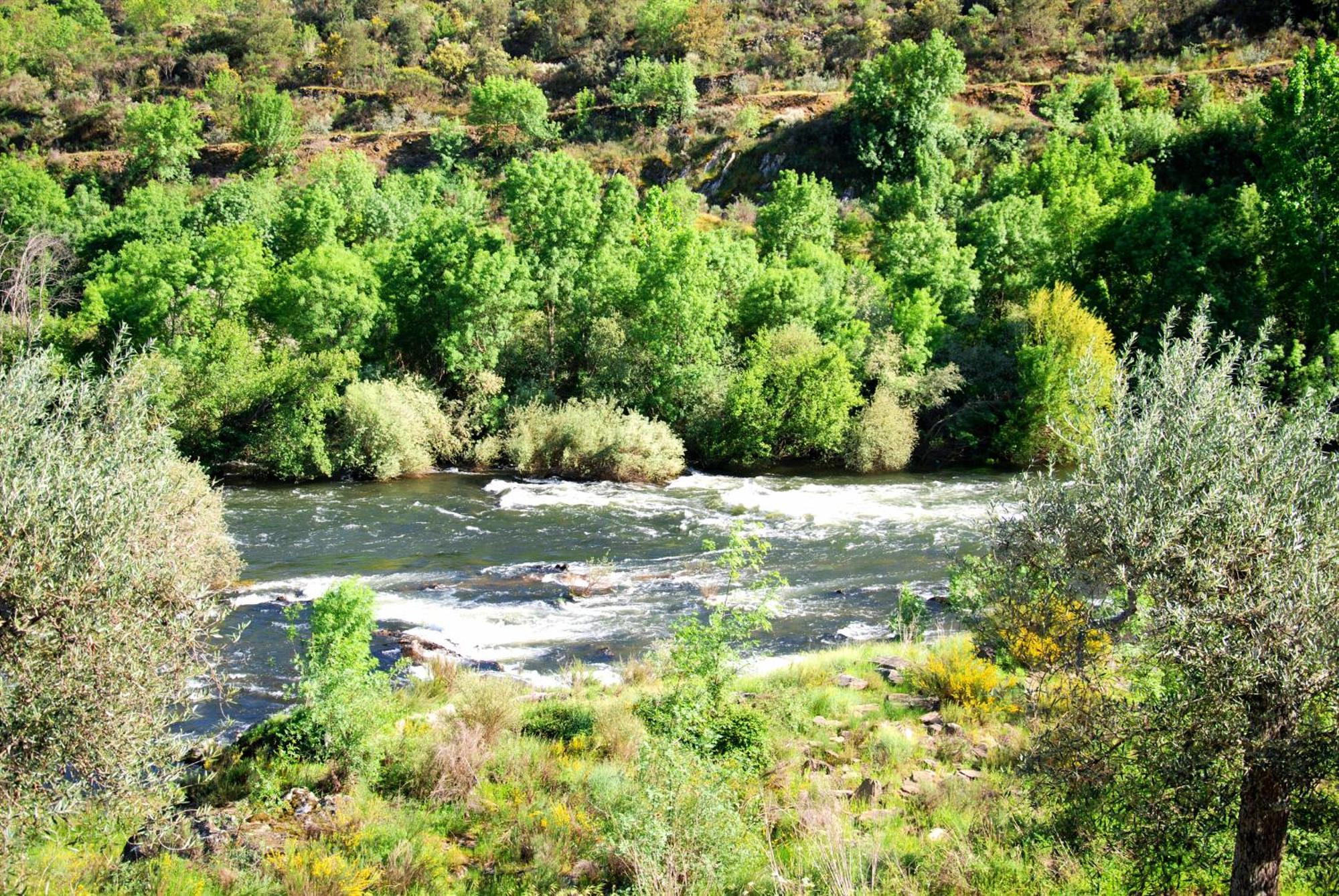 Casa Oliveiras Do Douro Villa Sobreira Dış mekan fotoğraf