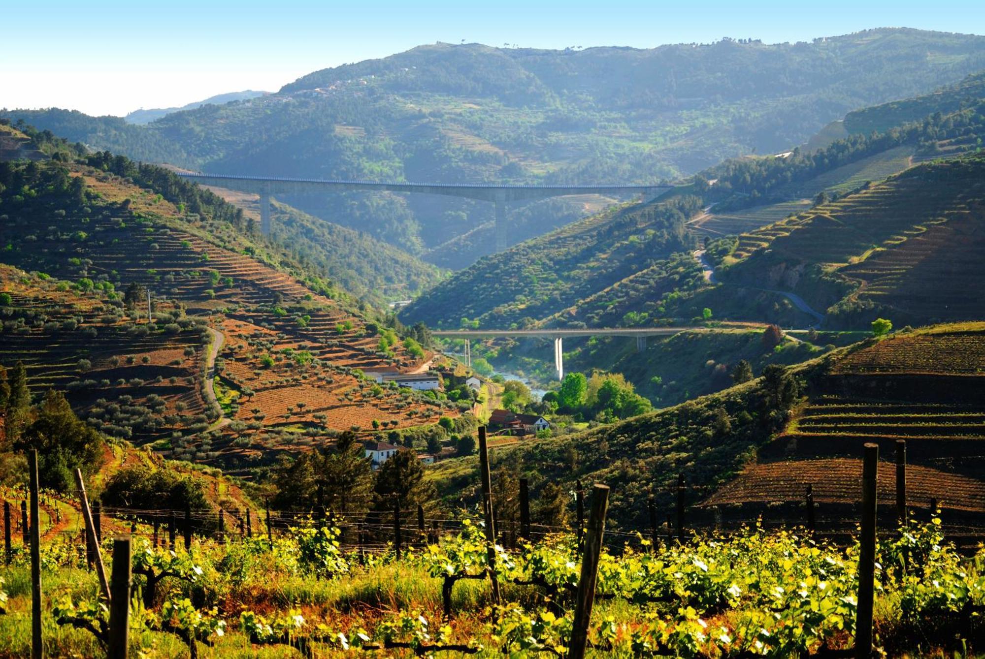 Casa Oliveiras Do Douro Villa Sobreira Dış mekan fotoğraf