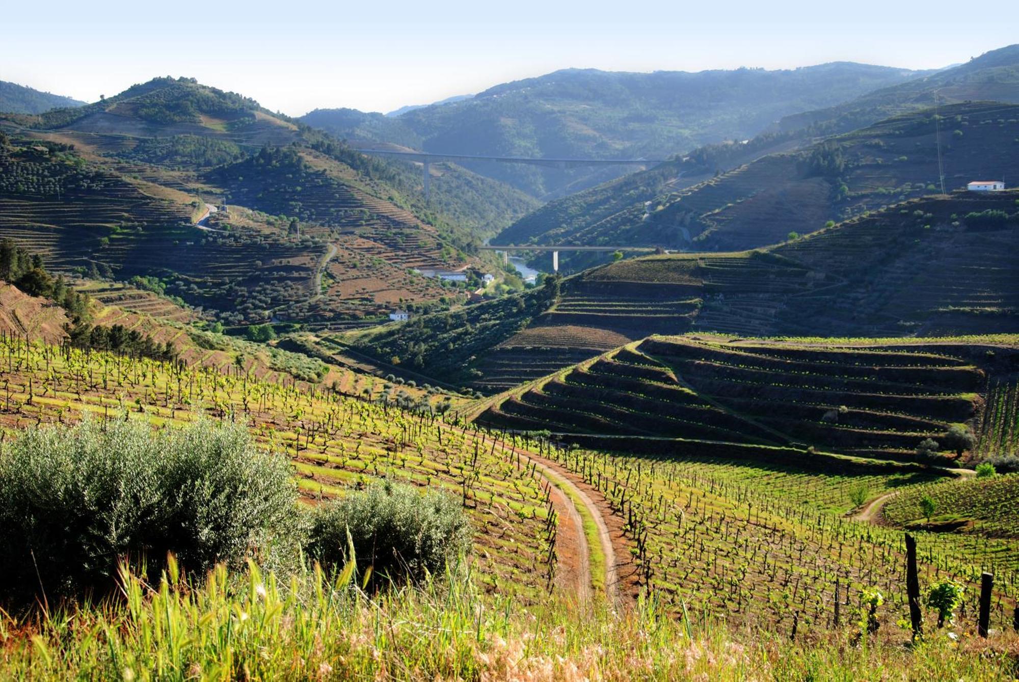 Casa Oliveiras Do Douro Villa Sobreira Dış mekan fotoğraf