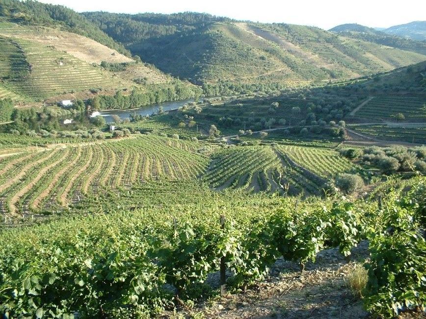 Casa Oliveiras Do Douro Villa Sobreira Dış mekan fotoğraf
